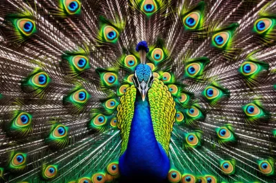 Dazzling Peacock's Feather Show jigsaw puzzle