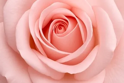 Pink Rose