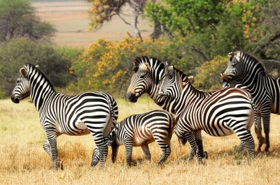 פאזל של חיות בר בספארי