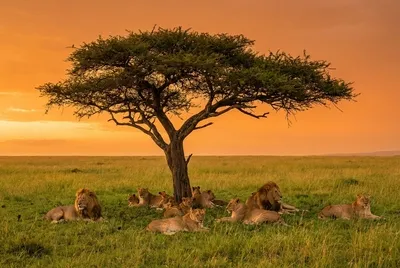 Leões ao pôr do sol dourado