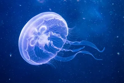 Meduza Niebieskie Światło