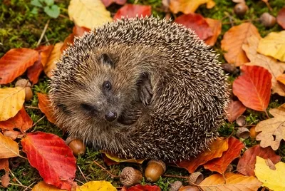 ハリネズミの紅葉