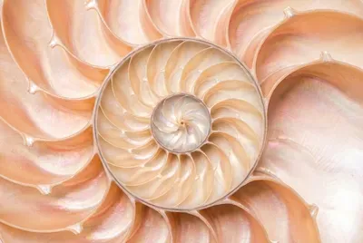 Спирална геометрия на морски черупки