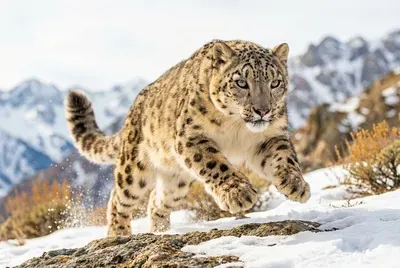 Снежен леопард, едно животно в