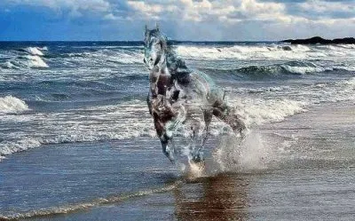 CABALLO