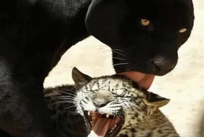 PANTERA Y TIGRE