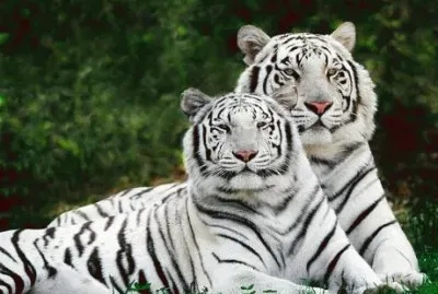 TIGRES BLANCOS