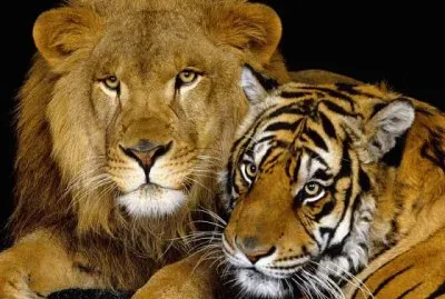 LEON Y TIGRE