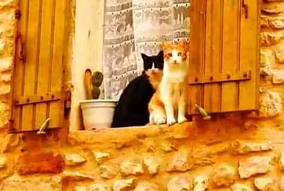 gato jigsaw puzzle