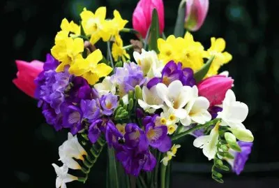 פאזל של ImÃ¡genes