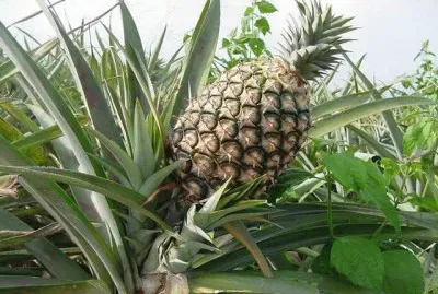 ImÃ¡genes jigsaw puzzle