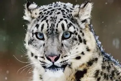 LEOPARDO