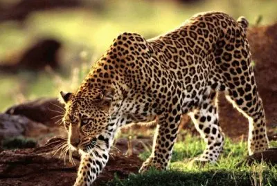 LEOPARDO