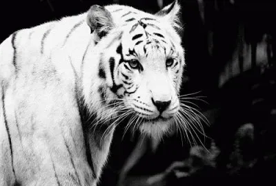 TIGRE