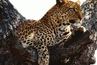 LEOPARDO