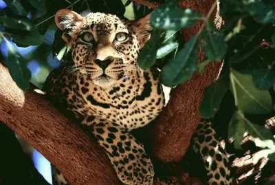 LEOPARDO