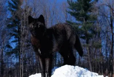 LOBO NEGRO