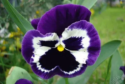 Vibrant Pansy jigsaw puzzle