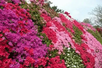 paissagem jigsaw puzzle