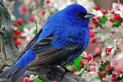 pajarillo azul jigsaw puzzle