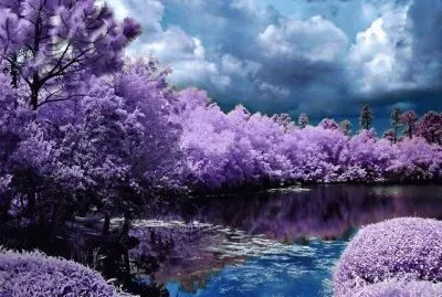 paisaje lila jigsaw puzzle