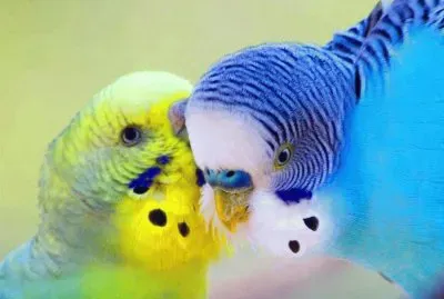 periquitos del amor jigsaw puzzle