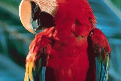 ImÃ¡genes jigsaw puzzle