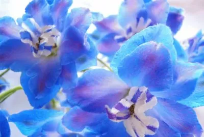 ImÃ¡genes jigsaw puzzle