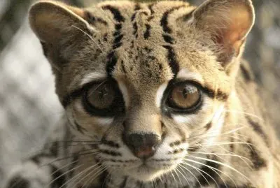 ocelote
