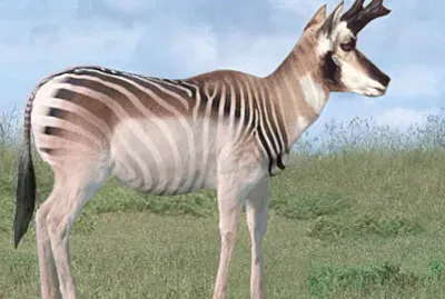 פאזל של Pronghorn Zebra