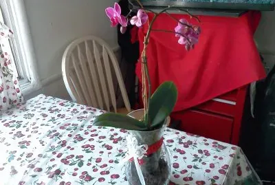 פאזל של ORQUIDEAS MORADAS