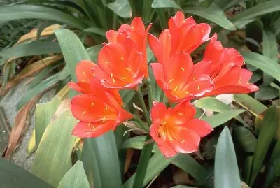 FLOR NARANJA jigsaw puzzle