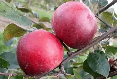 ImÃ¡genes jigsaw puzzle