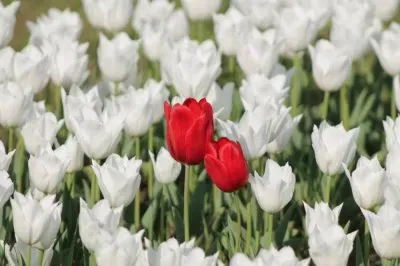 פאזל של ImÃ¡genes