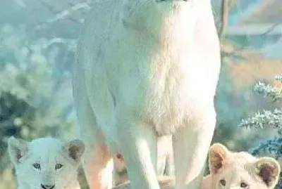 animales jigsaw puzzle