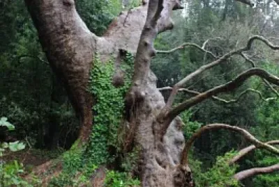 Árbol