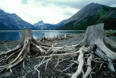 Raices jigsaw puzzle