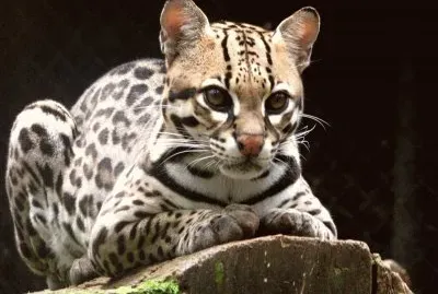 ocelote1