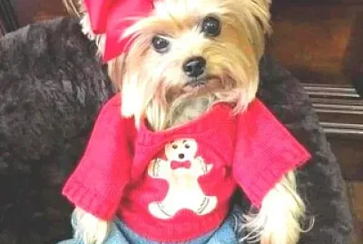 perro