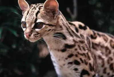 ocelote2