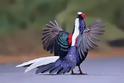 .