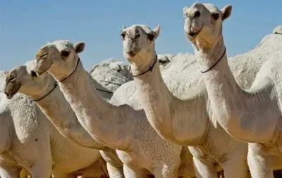 FaraÃ³n jigsaw puzzle