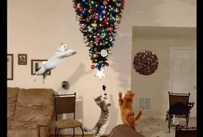 gato