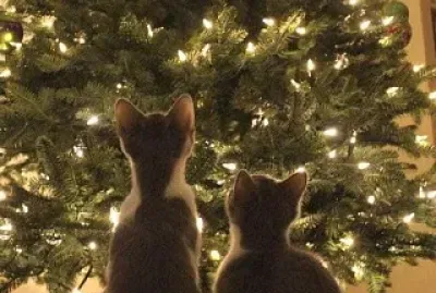 פאזל של gato