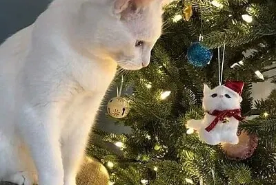 פאזל של gato