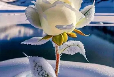 naturaleza