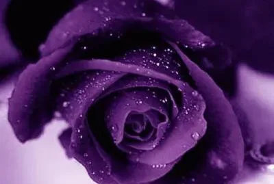 Amethyst Colored Rose jigsaw puzzle