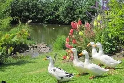 animales