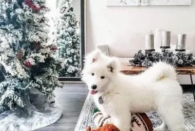 perro