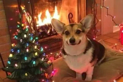perro